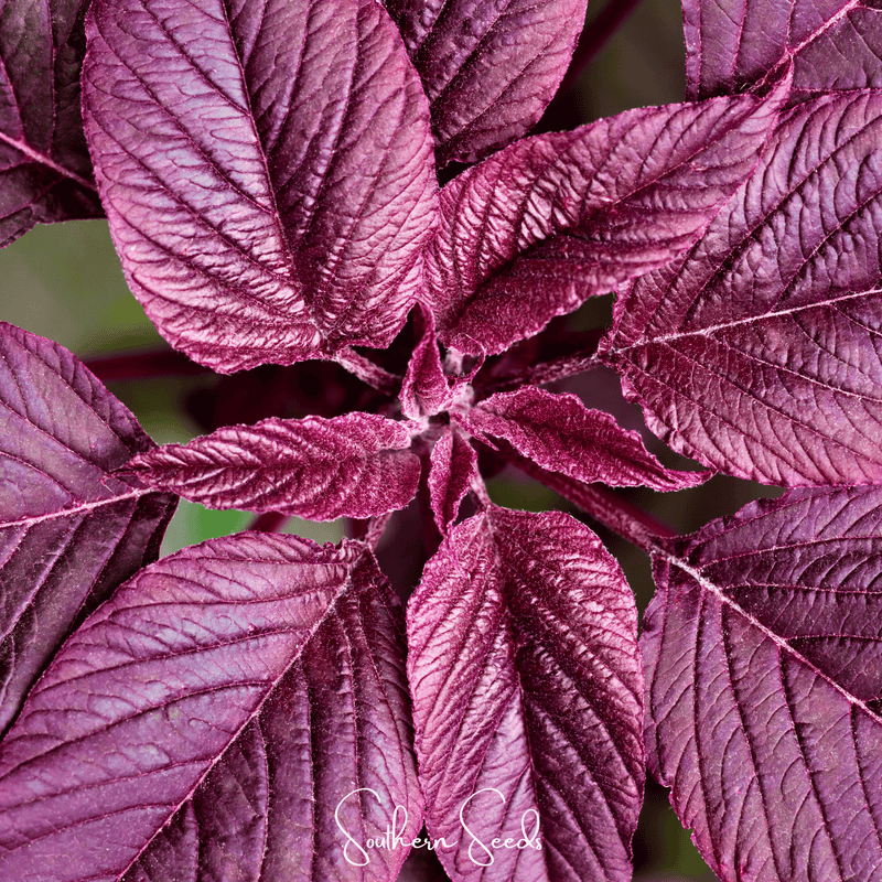 Load image into Gallery viewer, Midnight Red Amaranth – 250 Seeds
