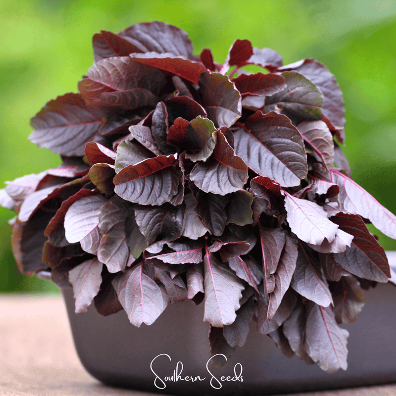 Load image into Gallery viewer, Midnight Red Amaranth – 250 Seeds
