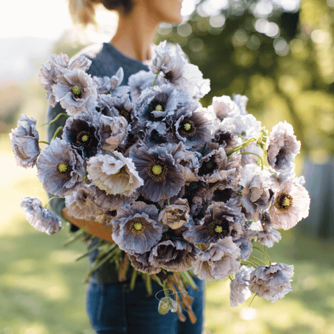 Amazing Grey Poppy – 25 Seeds, additional product view 2