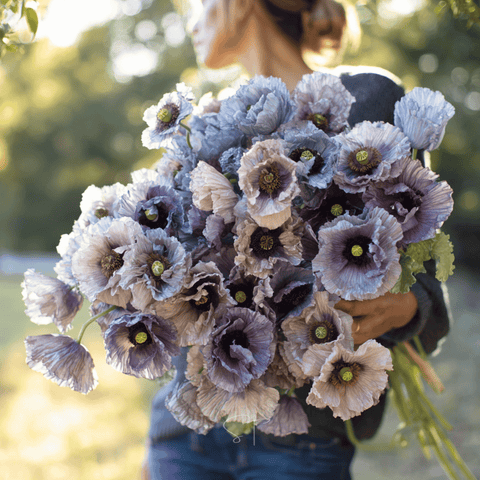 Amazing Grey Poppy 25 Seeds