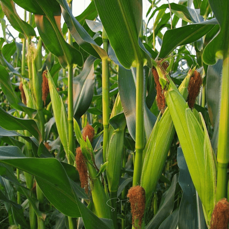 Load image into Gallery viewer, Ambrosia Corn – 30 Seeds
