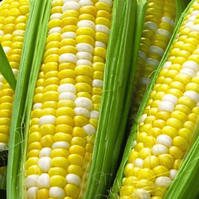 Load image into Gallery viewer, Ambrosia Corn – 30 Seeds
