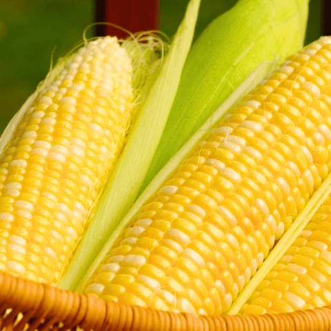 Ambrosia Corn 30 Seeds