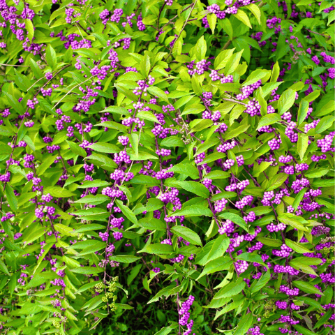 American Beautyberry 30 Seeds