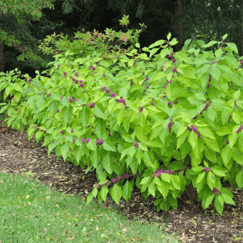 Load image into Gallery viewer, American Beautyberry – 30 Seeds
