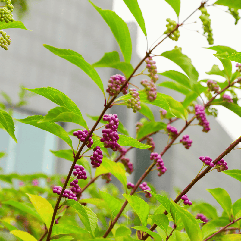 Load image into Gallery viewer, American Beautyberry – 30 Seeds
