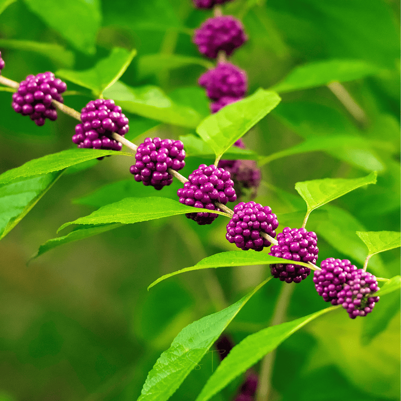 Load image into Gallery viewer, American Beautyberry – 30 Seeds
