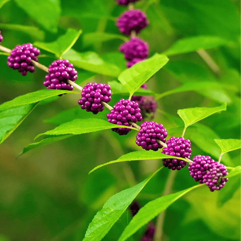 American Beautyberry – 30 Seeds, additional product view 2