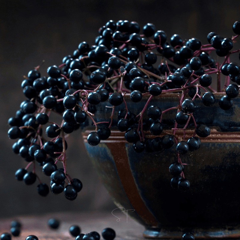 Load image into Gallery viewer, American Black Elderberry – 50 Seeds
