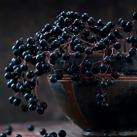 American Black Elderberry seeds package, 50 count, GrowTime Garden Supply