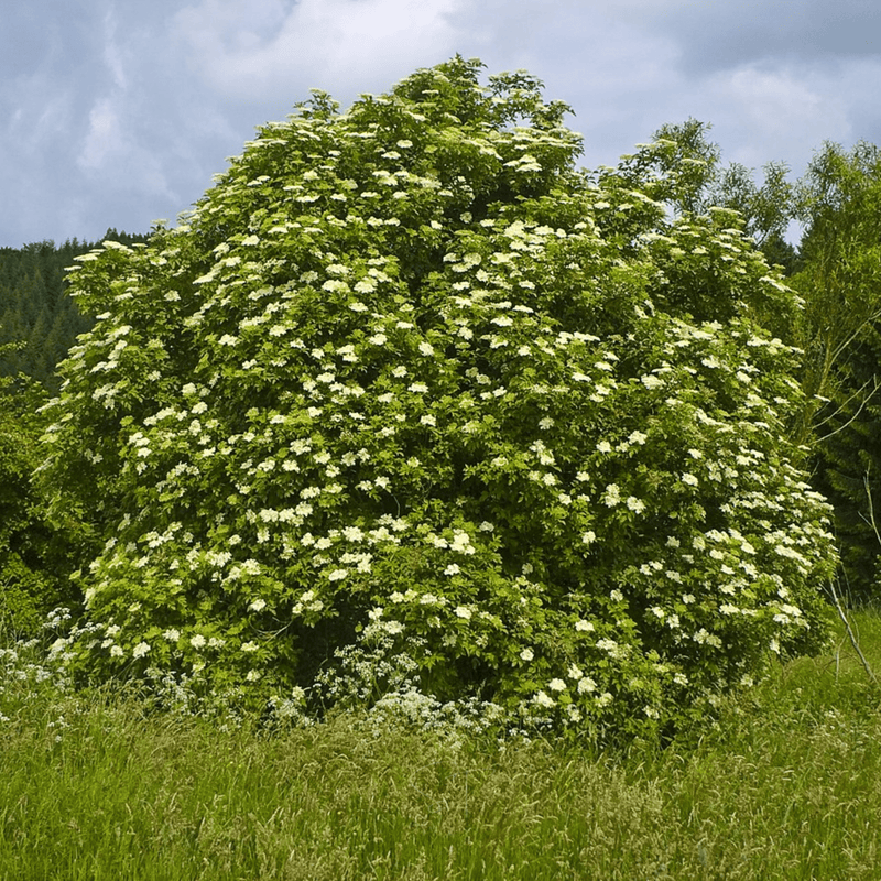 Load image into Gallery viewer, American Black Elderberry – 50 Seeds
