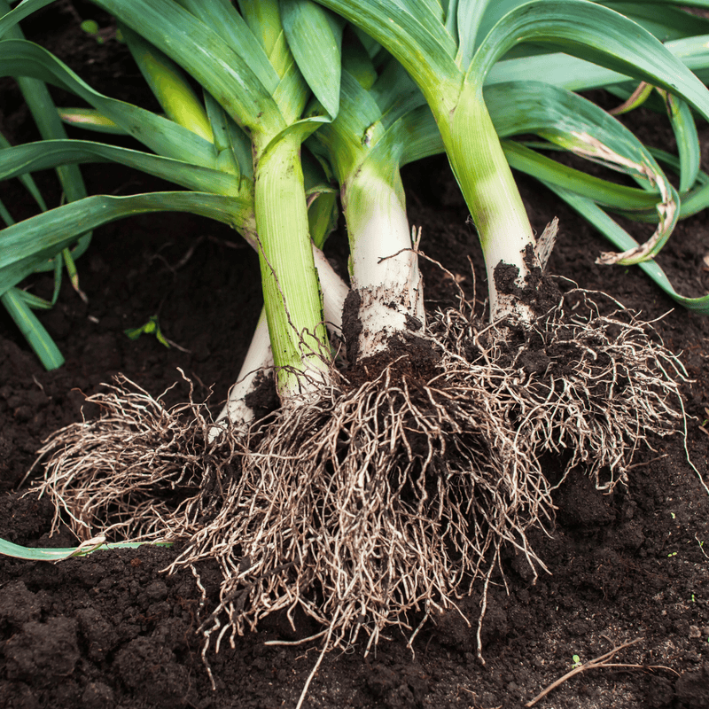 Load image into Gallery viewer, American Flag Leek – 200 Seeds
