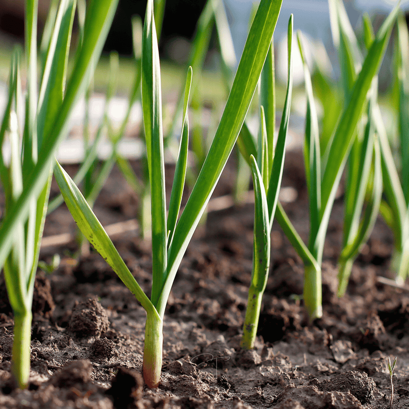 Load image into Gallery viewer, American Flag Leek – 200 Seeds

