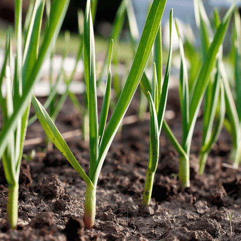 American Flag Leek – 200 Seeds, additional product view 2