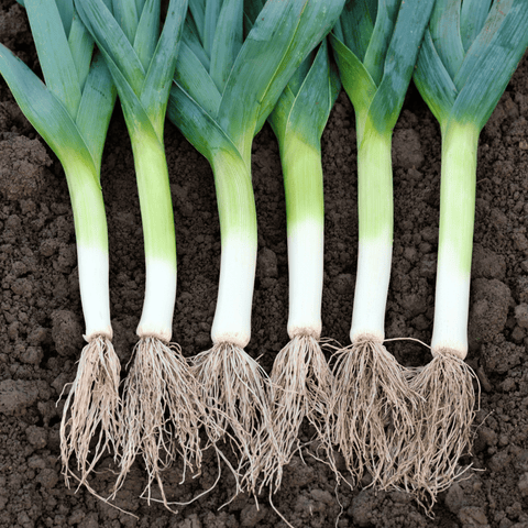 American Flag Leek seeds package, 200 count, GrowTime Garden Supply