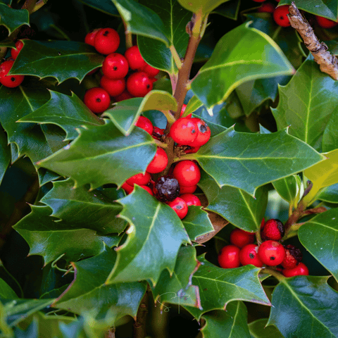 American Holly 50 Seeds