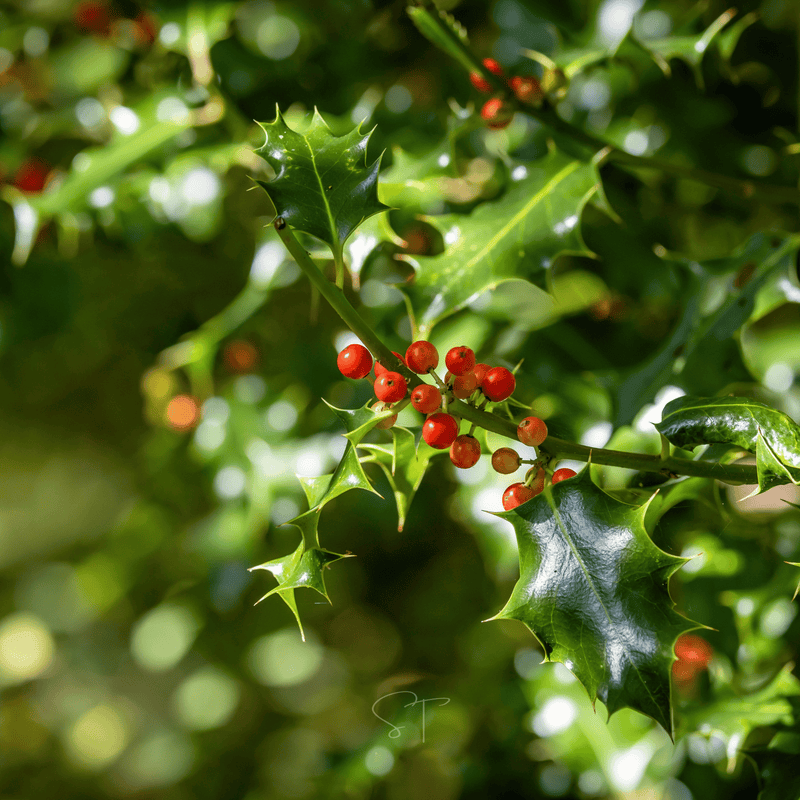 Load image into Gallery viewer, American Holly – 50 Seeds
