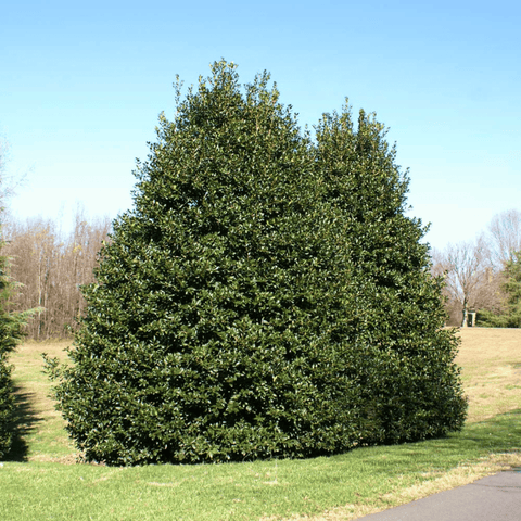 American Holly – 50 Seeds, additional product view 2
