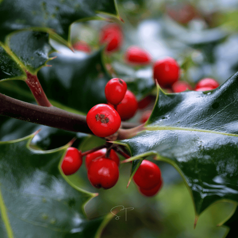 Load image into Gallery viewer, American Holly – 50 Seeds
