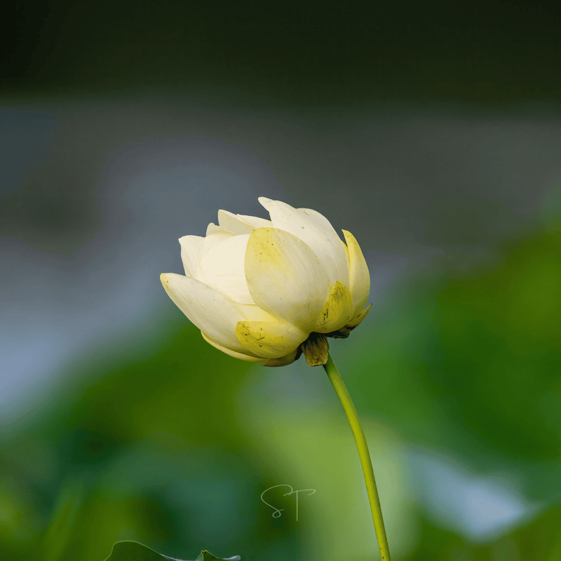 Load image into Gallery viewer, American Lotus – 5 Seeds
