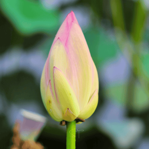 American Lotus – 5 Seeds, additional product view 2