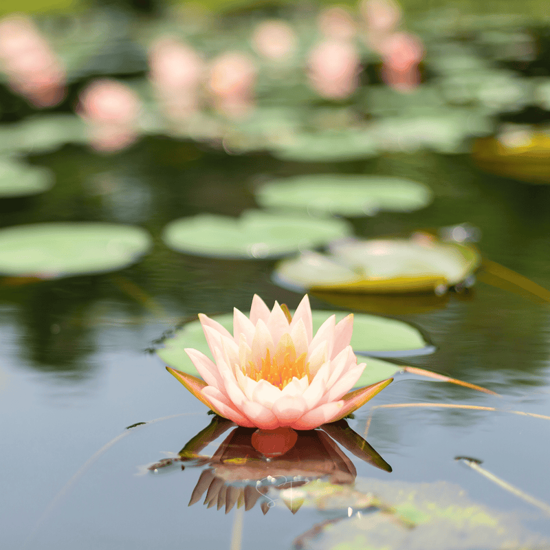 Load image into Gallery viewer, American Lotus – 5 Seeds
