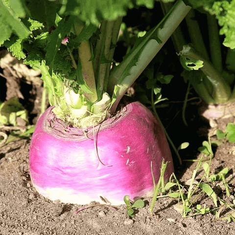 American Purple Top Rutabaga seeds package, 200 count, GrowTime Garden Supply