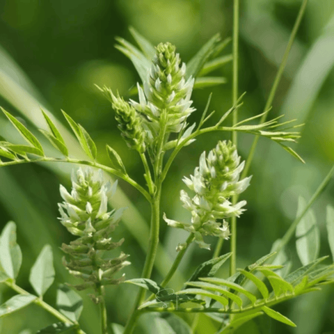 American Wild Licorice – 40 Seeds, additional product view 2