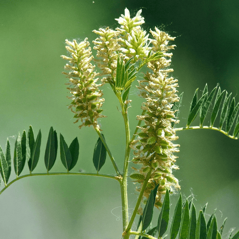 American Wild Licorice 40 Seeds