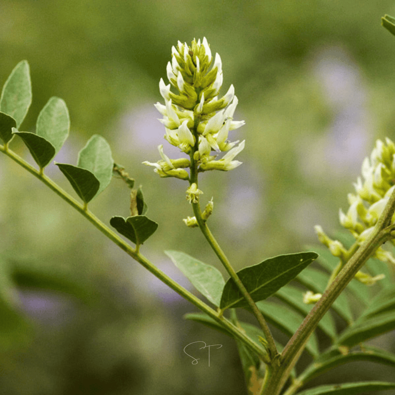 Load image into Gallery viewer, American Wild Licorice – 40 Seeds
