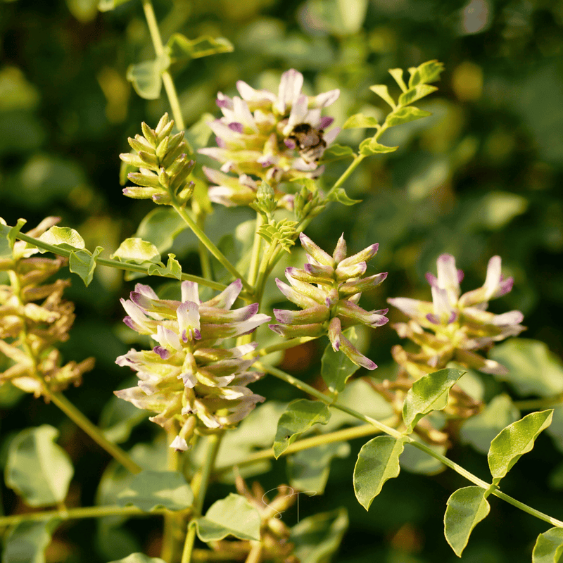 Load image into Gallery viewer, American Wild Licorice – 40 Seeds
