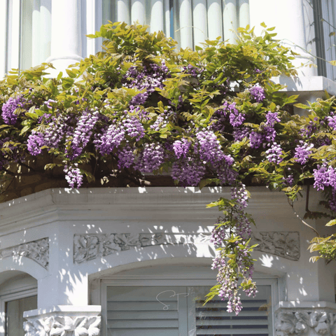 American Wisteria 5 Seeds