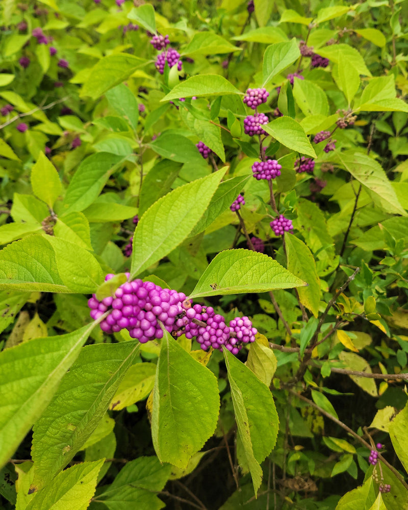 Load image into Gallery viewer, American Beautyberry (Callicarpa americana) - French Mulberry
