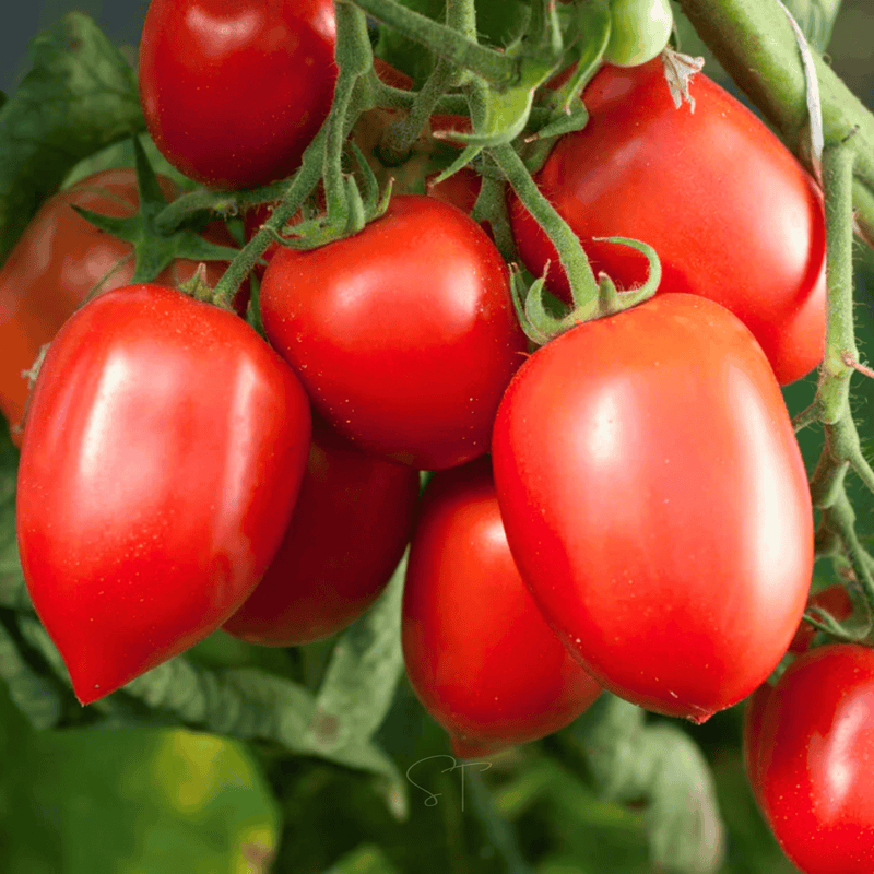 Load image into Gallery viewer, Amish Paste Tomato – 30 Seeds
