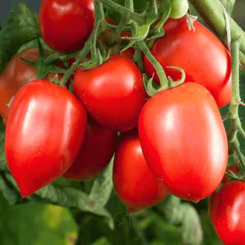 Amish Paste Tomato 30 Seeds