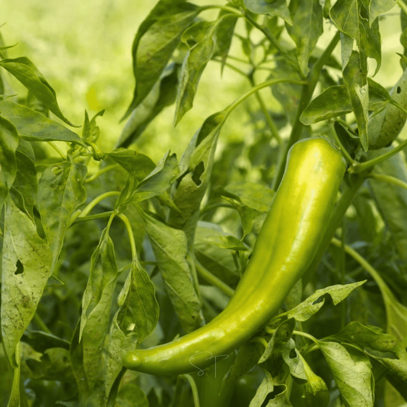 Load image into Gallery viewer, Anaheim Chili Pepper – 25 Seeds
