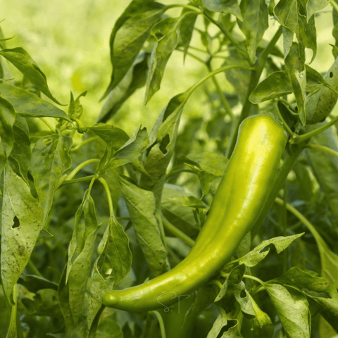 Anaheim Chili Pepper – 25 Seeds, additional product view 2
