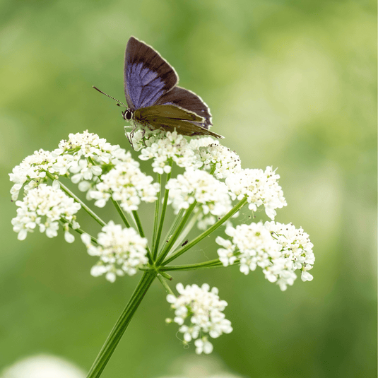 Anise – 100 Seeds