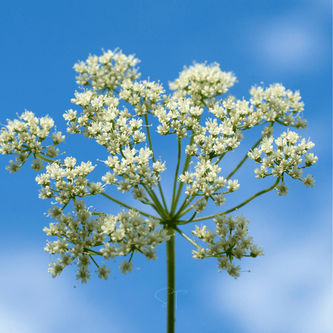 Anise seeds package, 100 count, GrowTime Garden Supply