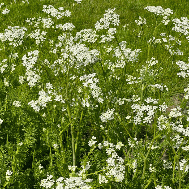 Load image into Gallery viewer, Anise – 100 Seeds
