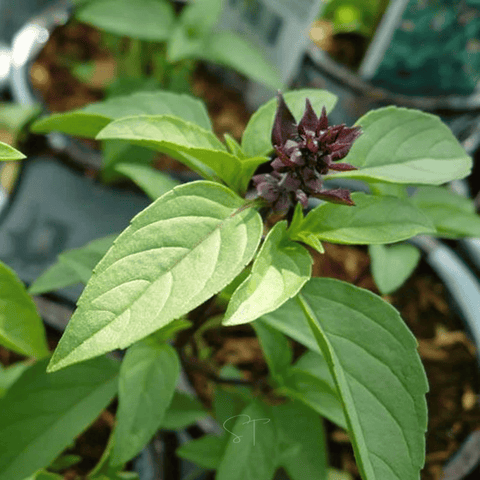 Anise Basil seeds package, 250 count, GrowTime Garden Supply