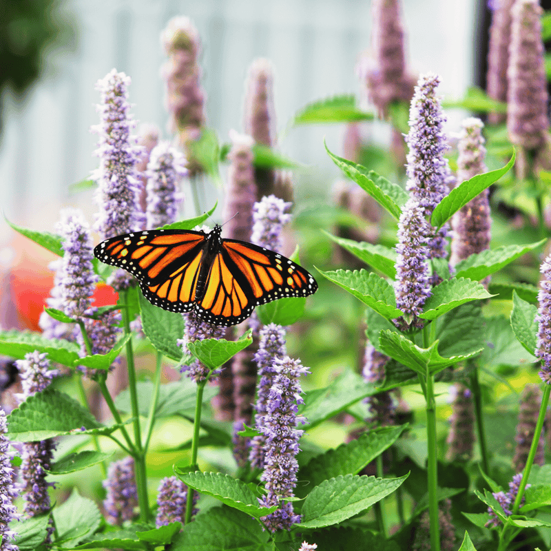 Load image into Gallery viewer, Anise Hyssop – 200 Seeds
