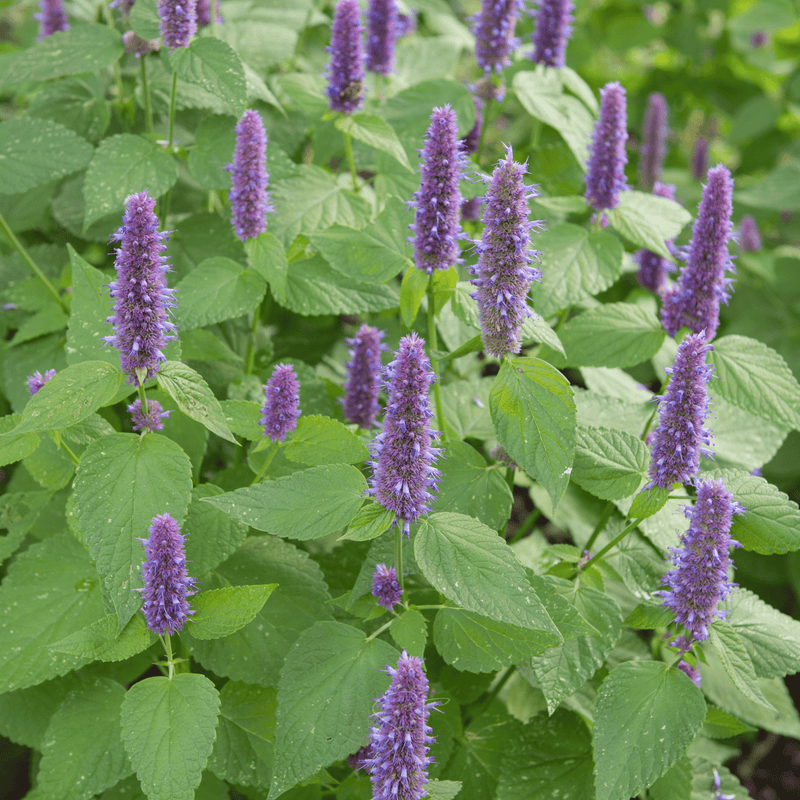 Load image into Gallery viewer, Anise Hyssop – 200 Seeds
