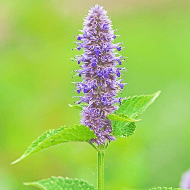 Load image into Gallery viewer, Anise Hyssop – 200 Seeds
