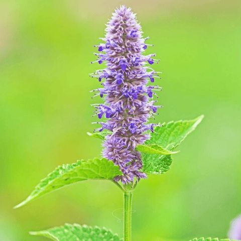 Anise Hyssop 200 Seeds