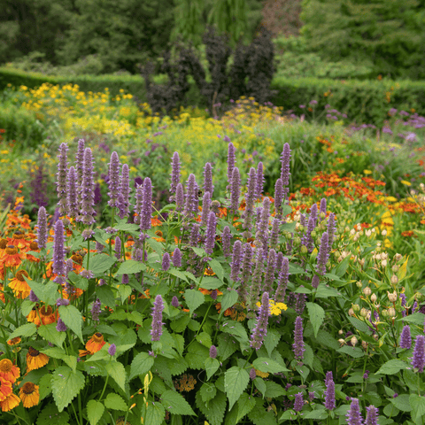 Anise Hyssop – 200 Seeds, additional product view 2