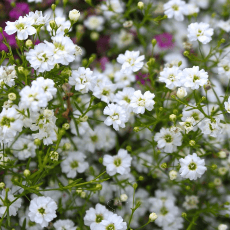 Load image into Gallery viewer, Annual Baby’s Breath (Covenant Garden) – 500 Seeds
