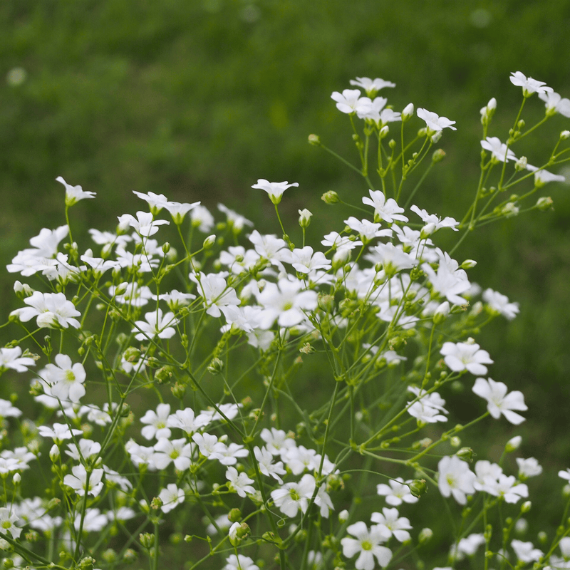 Load image into Gallery viewer, Annual Baby’s Breath (Covenant Garden) – 500 Seeds
