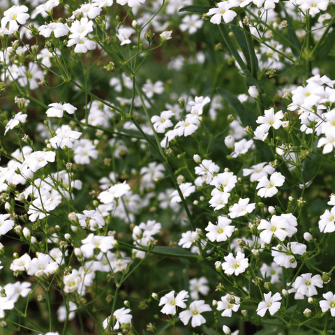 Annual Baby's Breath (Covenant Garden) – 500 Seeds, additional product view 2