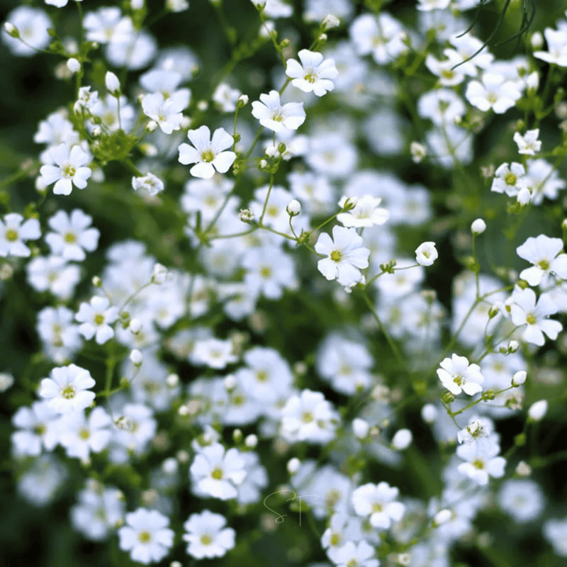 Load image into Gallery viewer, Annual Baby’s Breath (Covenant Garden) – 500 Seeds
